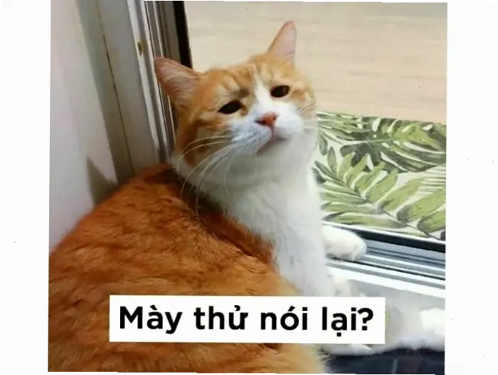 Tổng hợp meme mèo đeo kính: Khiếu hài hước và phong cách