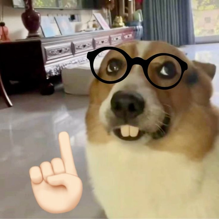 148+ Meme Chó Đeo Kính ngầu lòi cười banh nóc luôn
