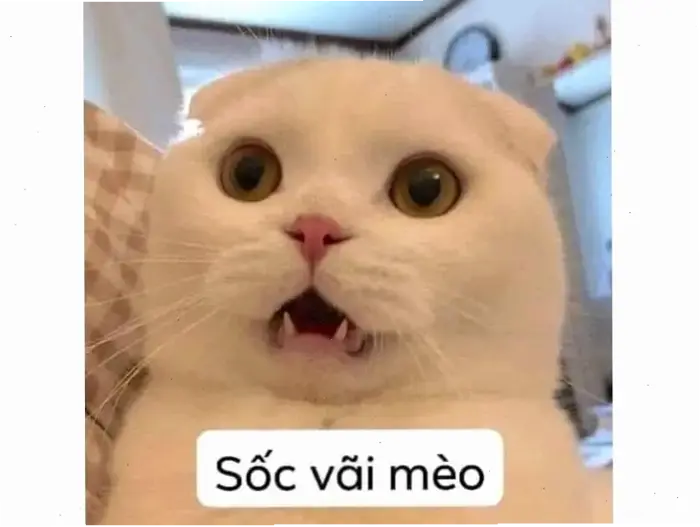 Tổng hợp meme mèo đeo kính: Khiếu hài hước và phong cách