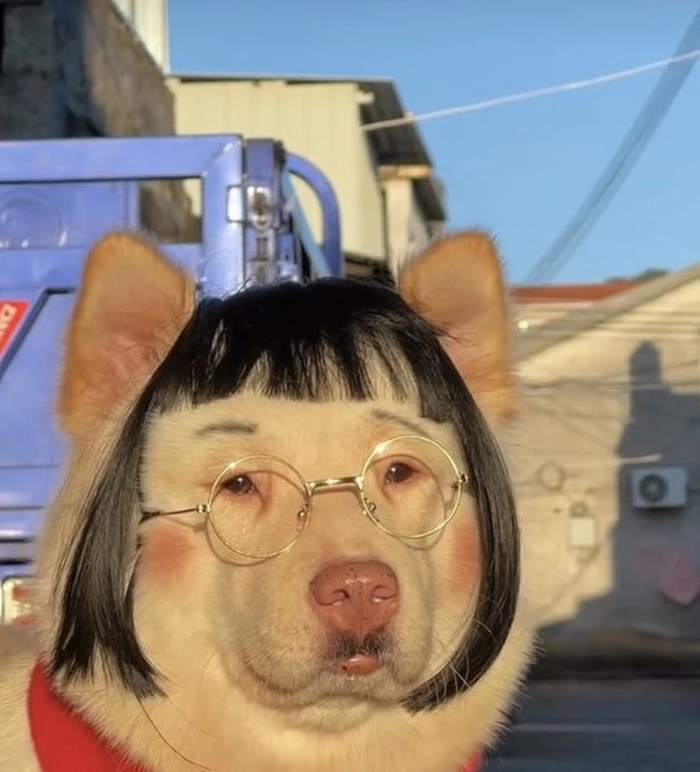 148+ Meme Chó Đeo Kính ngầu lòi cười banh nóc luôn