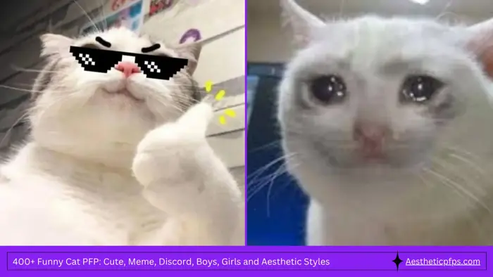 400+ Funny Cat PFP: Cute, Meme, Discord, Boys, Girls and Aesthetic Styles -  Aesthetic PFPs