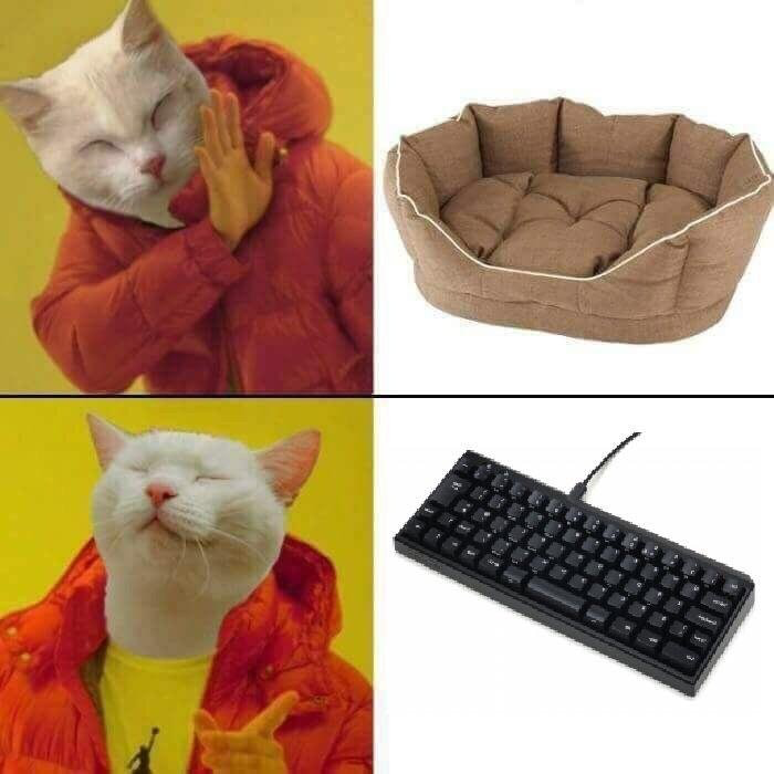 This 'Hotline Bling' Drake Meme Now Features a Cat