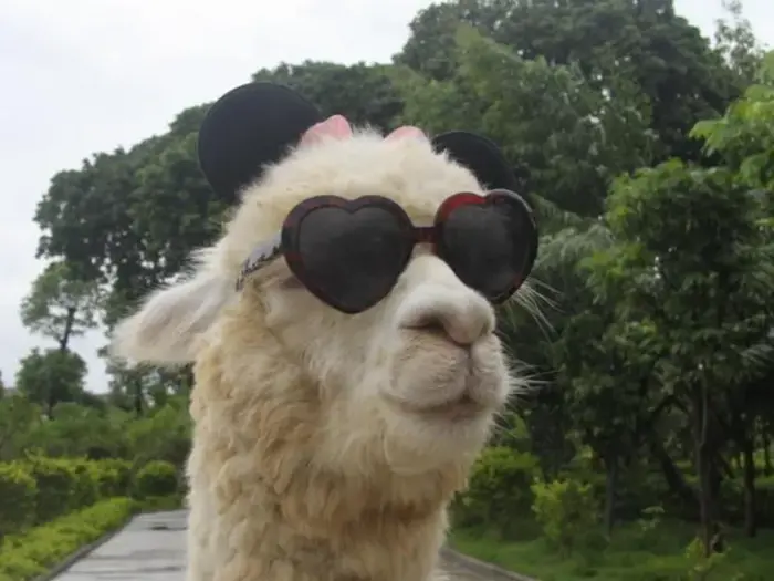 DRAMA LLAMA Meme Generator: Make a DRAMA LLAMA Meme Free | Meme Creator