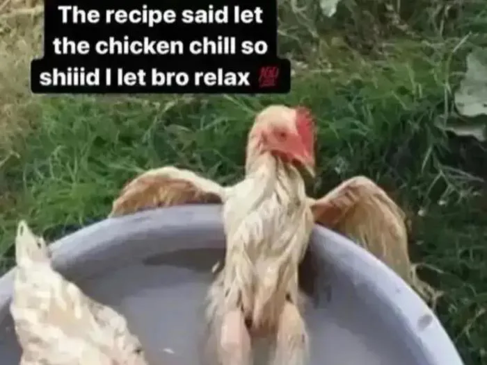 Meme dễ thương lắm, cái kia bị ném đá nhiều quá dù nó cũng dễ thương mà  (Con gà vẫn sống, nó chỉ ngâm nước thôi mà!) : r/wholesomememes