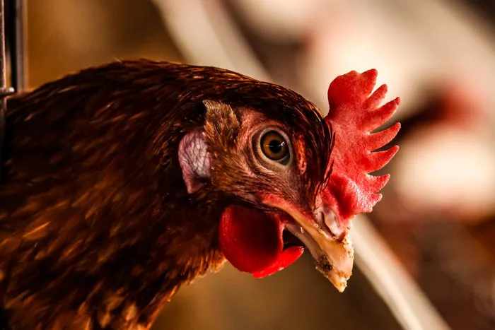 hình ảnh : gà, chim, Mỏ, Gà tây, Galliformes, Rooster, Mắt, chải, Đóng lên,  gia cầm, cái cổ, Vật nuôi, Phasianidae, Động vật hoang dã 3949x2633 - -  1515701 - hình ảnh đẹp - PxHere