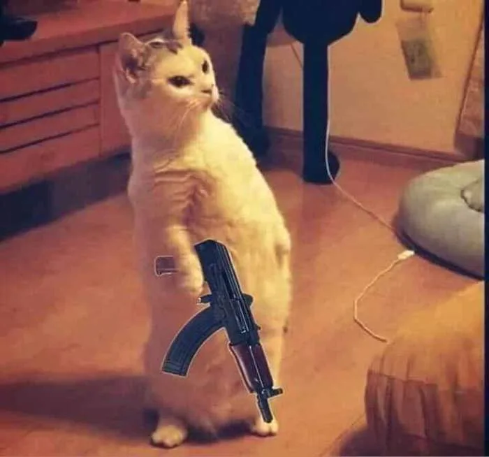 Tổng hợp Meme Mèo dễ thương, hài hước nhất