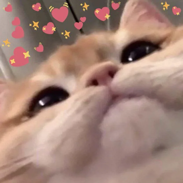 Cat Heart Memes on Twitter: 