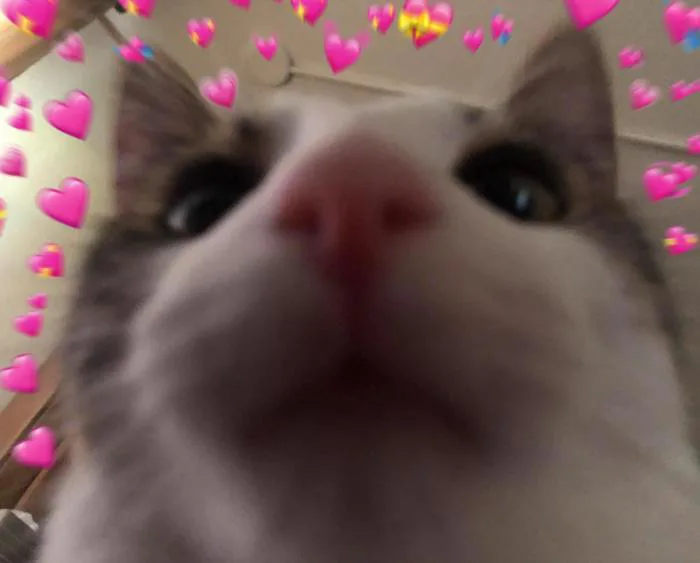 Cat Heart Memes (@catheartmemes) / X