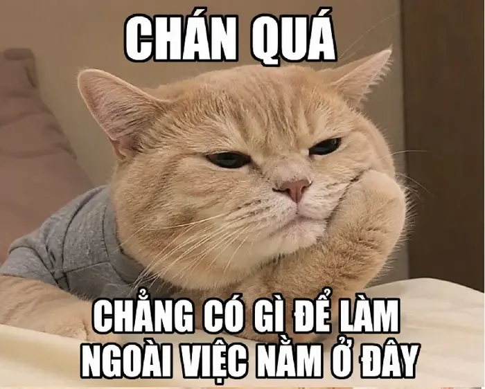 168+ Meme Chán Chán Đời Chán Nản ảnh chế siêu hài