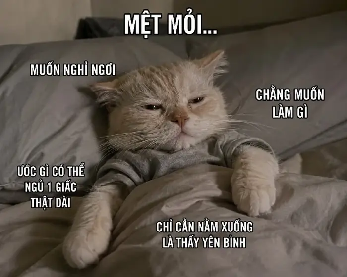 133+ Meme Mệt Mỏi bất lực cute ảnh chế cười không ngớt