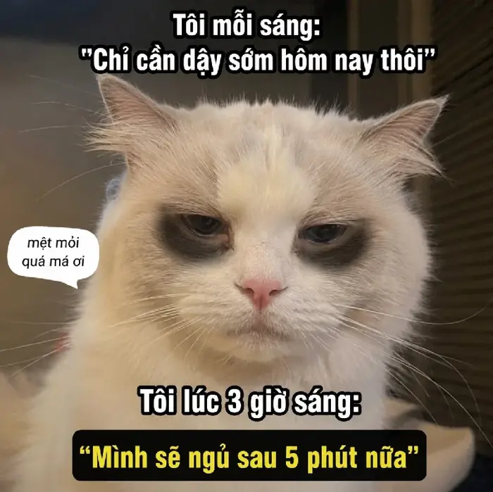109+ Meme mèo mắt thâm trông bựa điên, cười sặc cơm