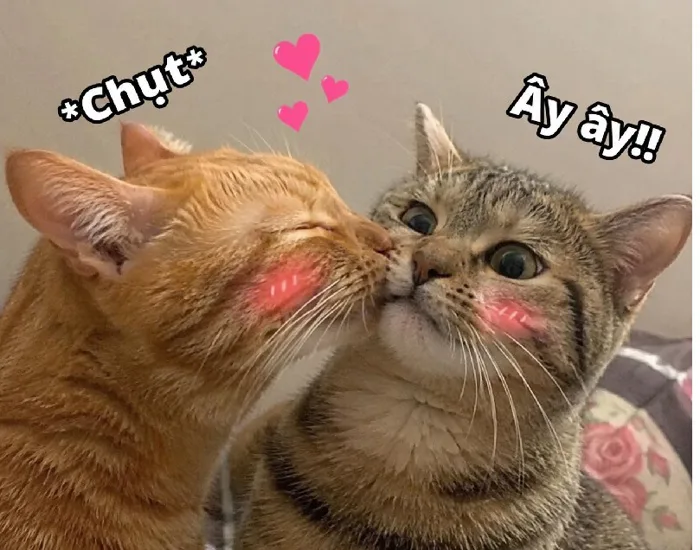 Trọn bộ 137+ meme hun cực hài hước cho cuộc hội thoại thêm ngọt ngào -  avatarcute.edu.vn