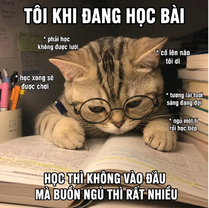 meme-hoc-bai-1