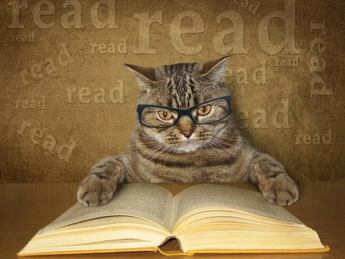 144+ Meme Mèo Học Bài cute bá đạo cười sặc cơm cả ngày