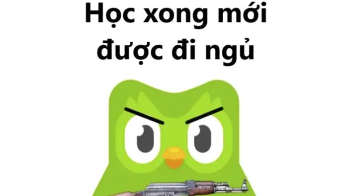 Bộ sưu tập ảnh Duolingo Meme khiến dân mạng phát cuồng