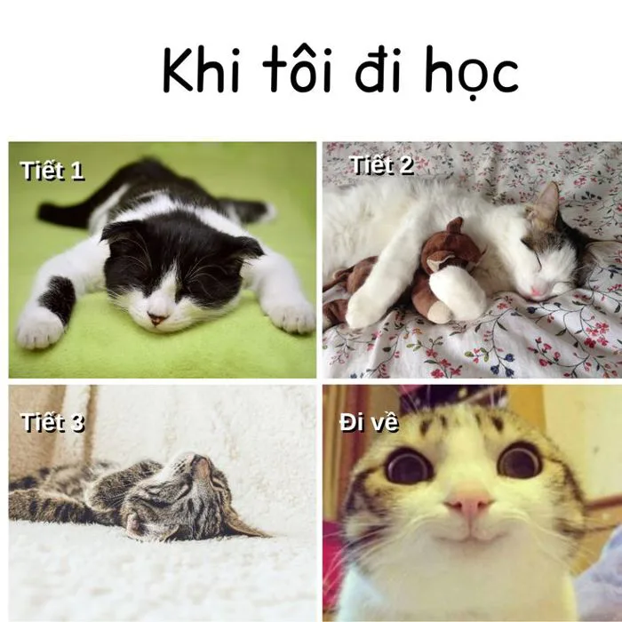 Trọn bộ 143+ meme đi học siêu hài hước giải tỏa căng thẳng