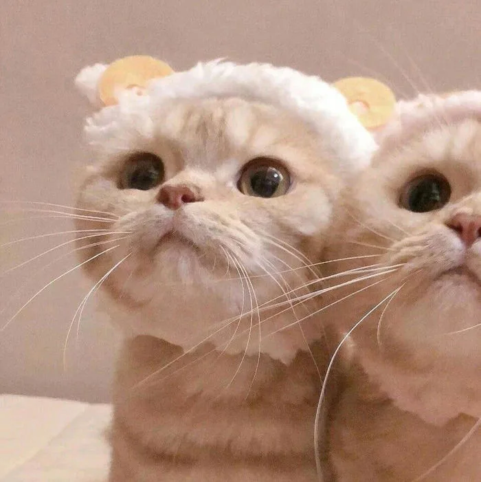 Top 15+ meme mèo hài hước đáng yêu nhất 2023 - Sen ơi mình đi đâu thế