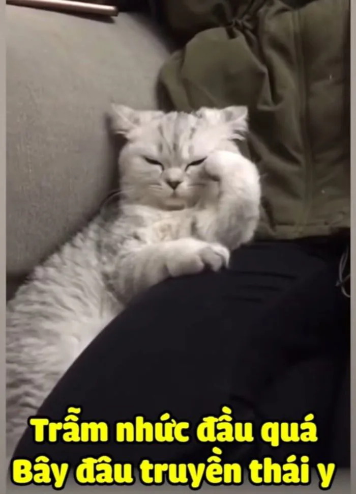 999 ảnh MeMe Mèo cười, oánh nhau, buồn.. (Phần #2)