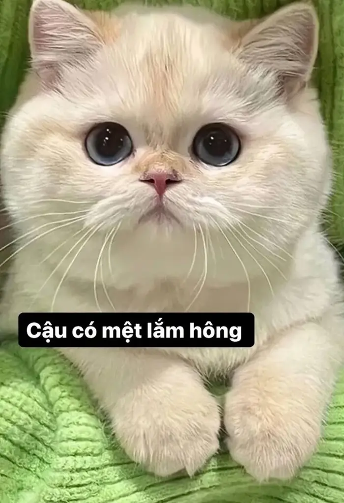 Hãy thử sức với meme cười siêu hài hước, bạn sẽ phải ngả mũ