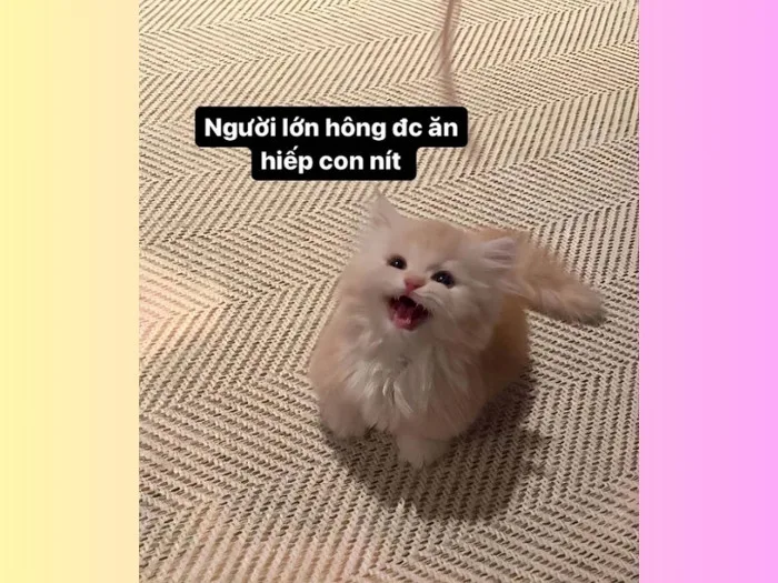 Tổng hợp bộ sưu tập meme mèo siêu hot nhất mạng xã hội hiện nay
