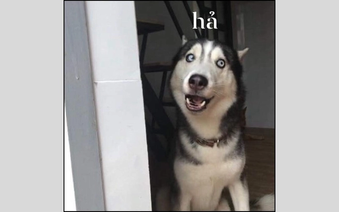 Cười ra nước mắt với 245+ ảnh chế meme chó sợ hãi hài hước