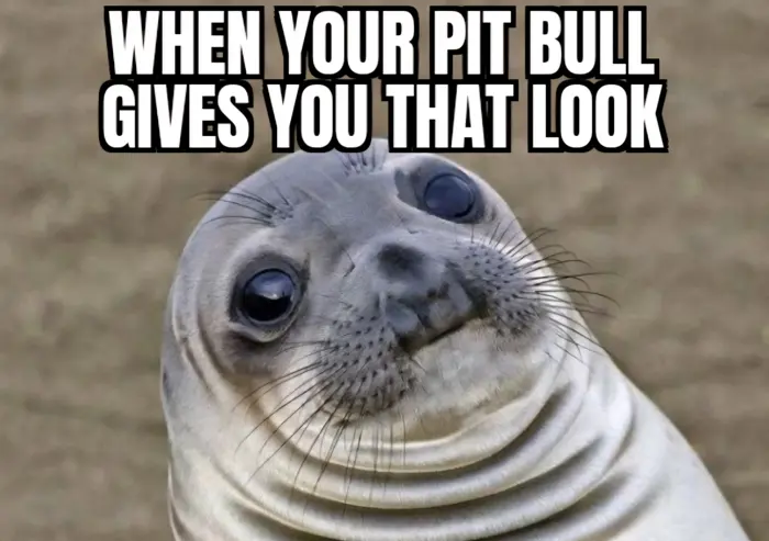 100 Memes 2 - Tip Top K9