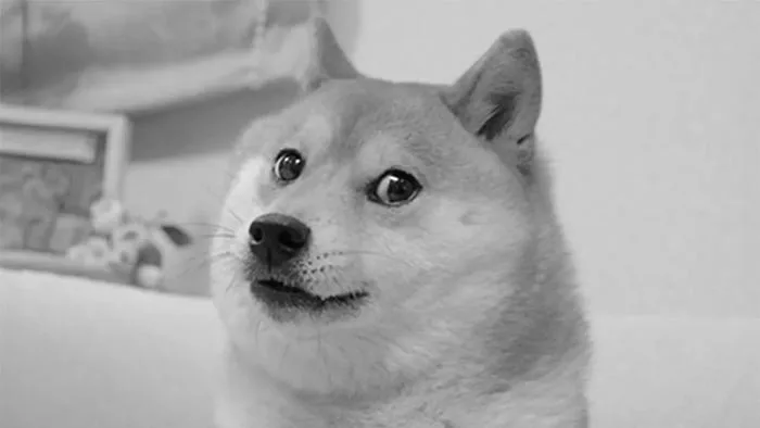 What Doge Taught Me About the Internet | The New Yorker