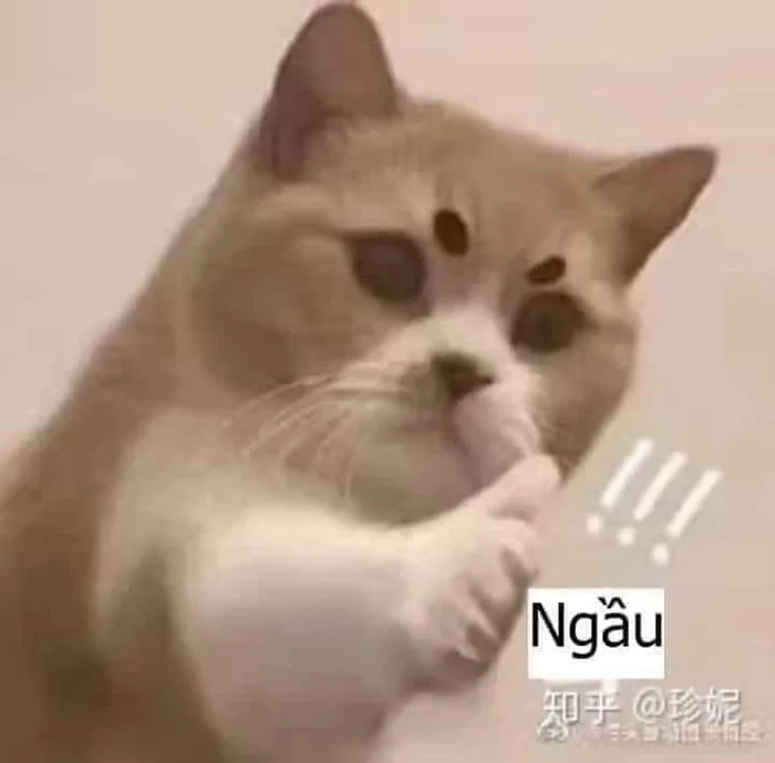 Funny cat meme images | Cat meme meme, Cat meme for laughs, Cute cat  reference