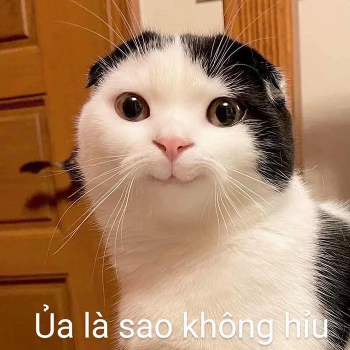 Meme không hiểu | Funny kittens, Động vật dễ thương nhất, Động vật ...