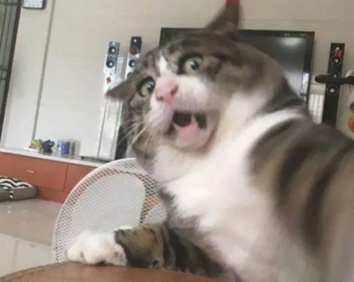 Trọn Bộ 100+ Meme Sợ Hãi Vui Nhộn, Hóm Hỉnh 2026