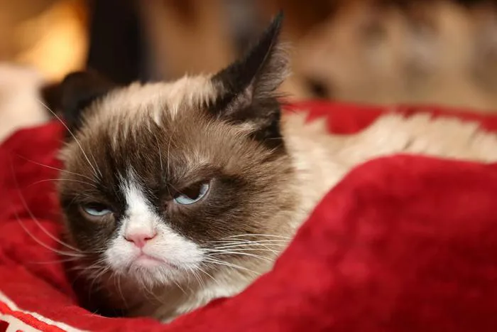 Meme | Definition, Meaning, History, & Facts | Britannica