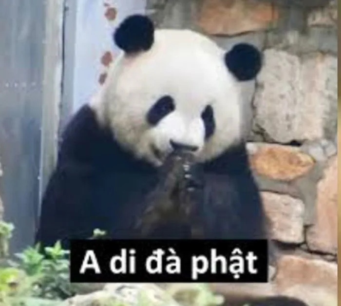 Top 50+ Meme A Di Đà Phật, Mô Phật Hài Hước Giúp Gen Z 
