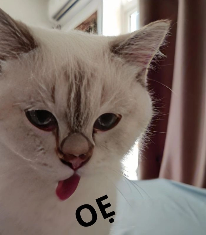 140+ Meme Mèo Ói oẹ bá đạo nhìn là cười xỉu cả ngày