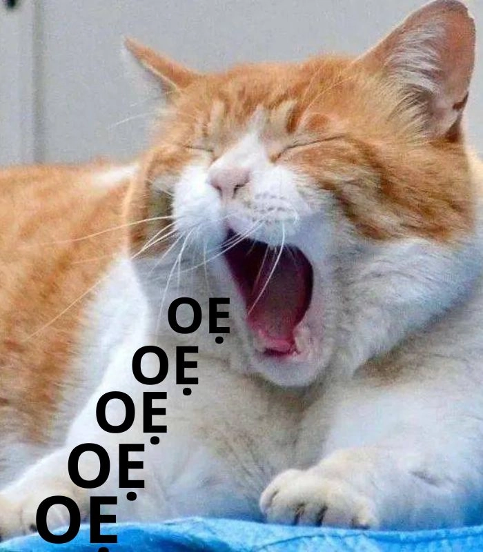 291+ meme mèo oẹ hài muốn xỉu, nhìn thôi là mắc cười!