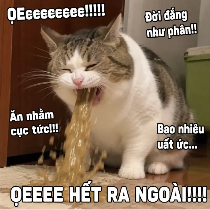 140+ Meme Mèo Ói oẹ bá đạo nhìn là cười xỉu cả ngày