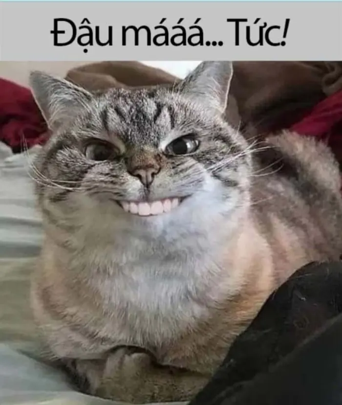 Bộ sưu tập ảnh meme tức giận hài hước và thú vị nhất