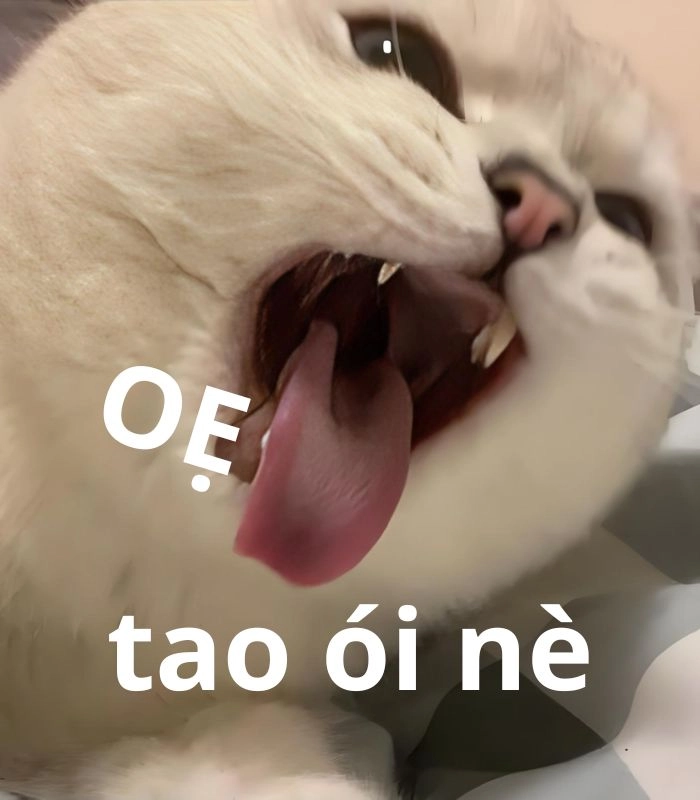 291+ meme mèo oẹ hài muốn xỉu, nhìn thôi là mắc cười! - Avatar Mới