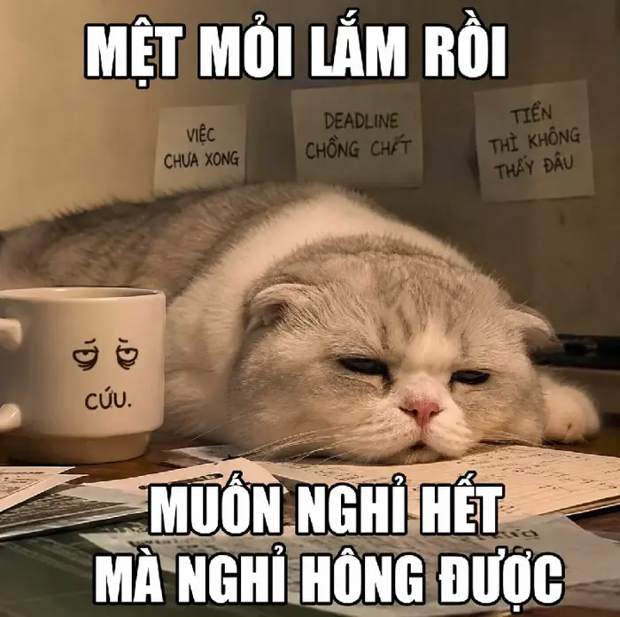 140+ Meme Mèo Ói oẹ bá đạo nhìn là cười xỉu cả ngày