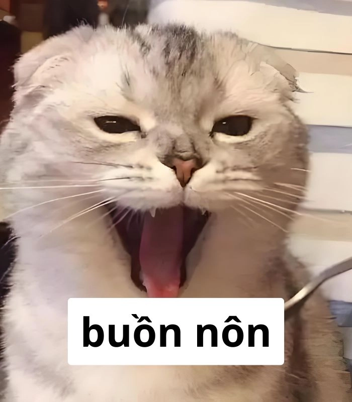 140+ Meme Mèo Ói oẹ bá đạo nhìn là cười xỉu cả ngày