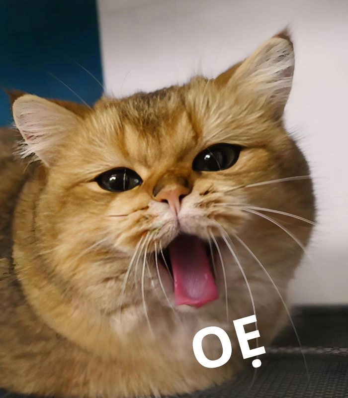 291+ meme mèo oẹ hài muốn xỉu, nhìn thôi là mắc cười! - Avatar Mới