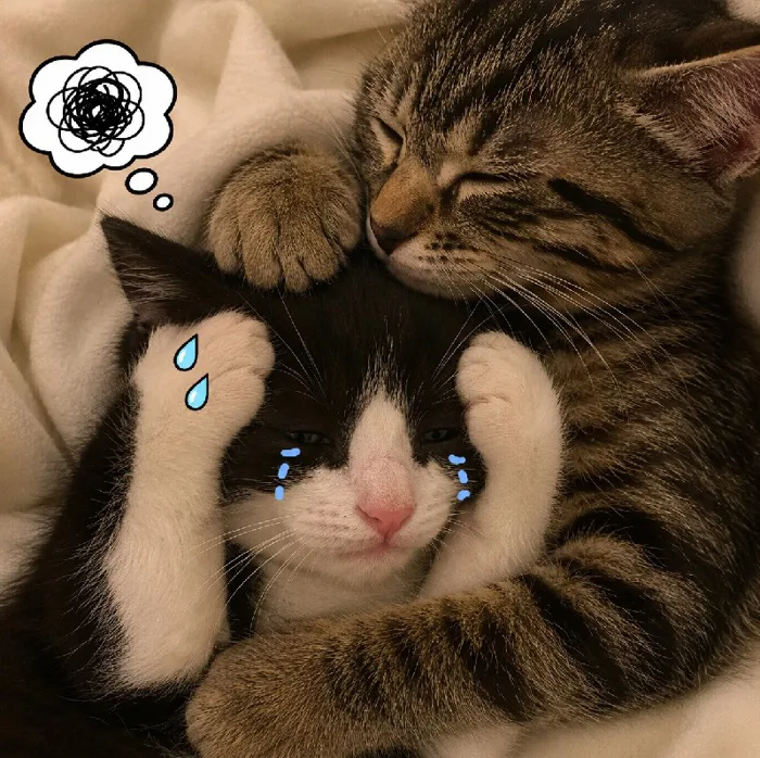145+ Meme Mèo Ôm Đầu la hét hài hước nhìn là cười xỉu