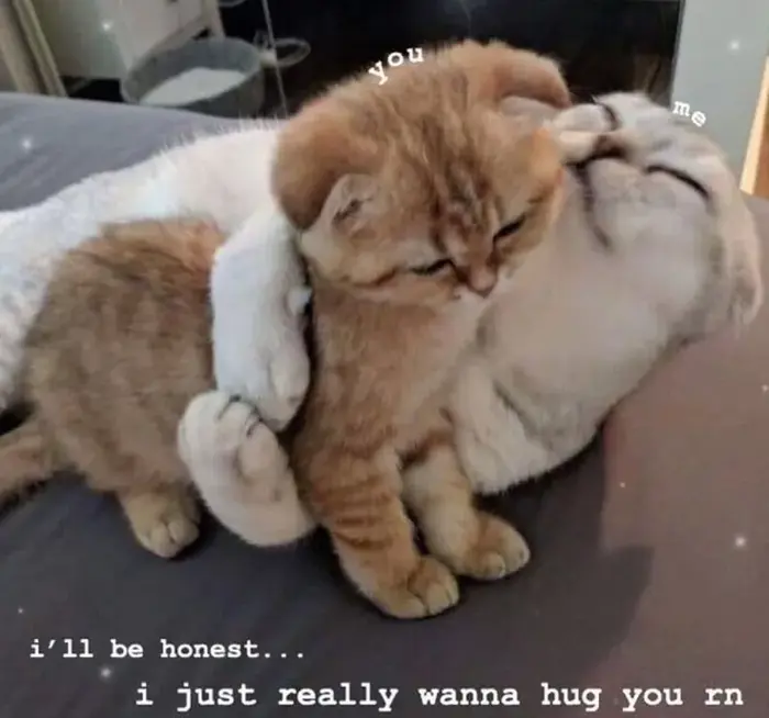 Bộ sưu tập ảnh meme ôm ngộ nghĩnh và hài hước nhất