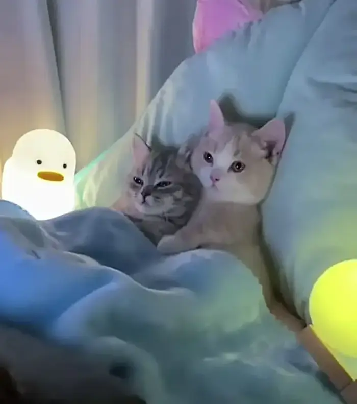100+ Meme Ôm tình cảm đầy yêu thương giúp bạn kết nối cảm xúc với mọi người