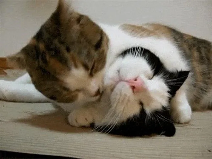 Meme Mèo Ôm Đầu, Ôm Tiền, Ôm Tim, Ôm Nhau Ngủ [Siêu Cute]