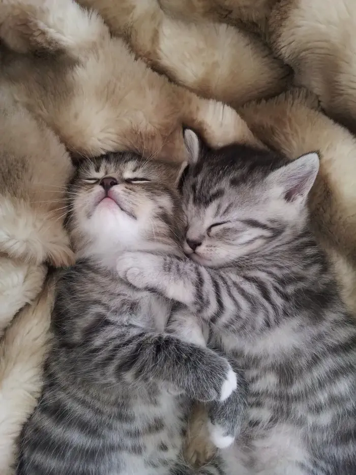 Bộ sưu tập meme ôm siêu cute dành cho người thân yêu