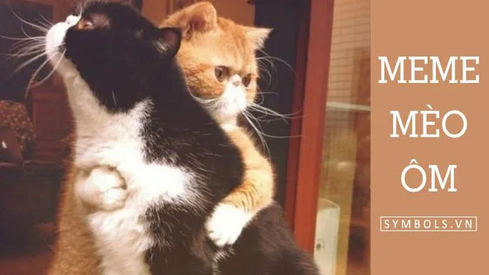 Meme Mèo Ôm Đầu, Ôm Tiền, Ôm Tim, Ôm Nhau Ngủ [Siêu Cute]
