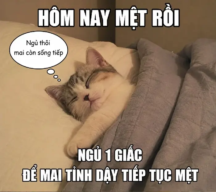 Full) Meme ngủ - Chúc ngủ ngon, buồn ngủ, mất ngủ hài