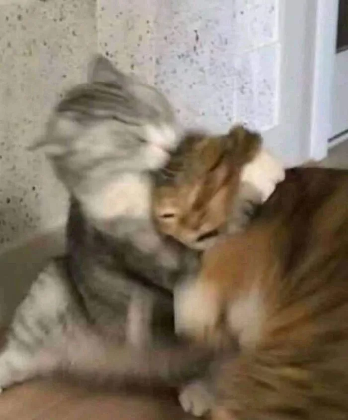 Two Playful Cats on the Floor | Hình biểu cảm, Mèo dễ thương, Động vật hài  hước