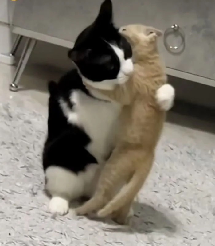 Meme Ôm – Ảnh Chế Ôm Nhau Cute Gửi Bạn Bè Người Yêu 🤗 — Tra Cứu Hóa Học  Chi Tiết & Chuẩn Xác