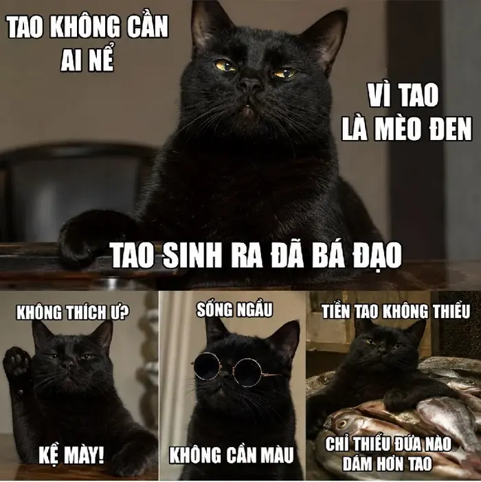 152+ Meme Mèo Đen cute bá đạo nhìn là cười xỉu cả ngày